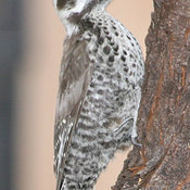 Arizona Woodpecker